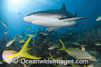 Caribbean Reef Shark Carcharhinus perezi Photo - Andy Murch