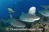 Caribbean Reef Shark Carcharhinus perezi Photo - Andy Murch