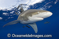 Oceanic Whitetip Shark Photo - Andy Murch