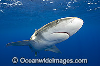 Oceanic Whitetip Shark Photo - Andy Murch