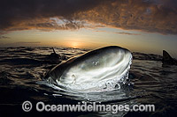 Lemon Shark at sunset Photo - Andy Murch