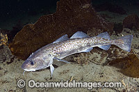 Pacific Cod Gadus macrocephalus Photo - Andy Murch