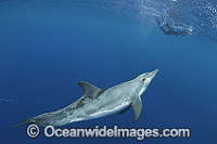 Rough-toothed Dolphin with snorkeler Photo - Andy Murch