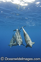 Rough-toothed Dolphin Steno bredanensis Photo - Andy Murch