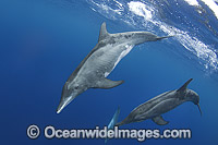 Rough-toothed Dolphin Steno bredanensis Photo - Andy Murch