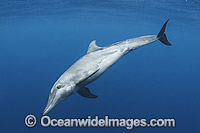 Rough-toothed Dolphin Steno bredanensis Photo - Andy Murch