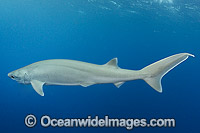 Bigeye Sixgill Shark Hexanchus nakamurai Photo - Andy Murch