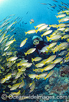 Scuba Diver with Snapper Photo - Bob Halstead