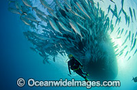 Diver and Trevally under boat Photo - Bob Halstead
