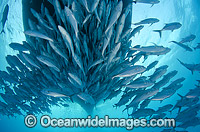 Schooling Trevally under boat Photo - Bob Halstead