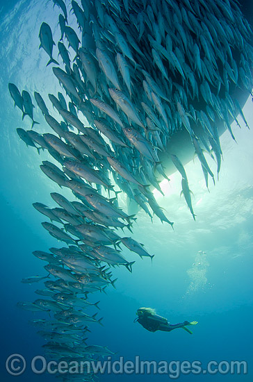 Schooling Trevally under boat photo