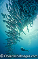 Schooling Trevally under boat Photo - Bob Halstead