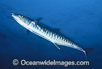 Narrow-barred Spanish Mackerel Scomberomorus commerson Photo - Bob Halstead