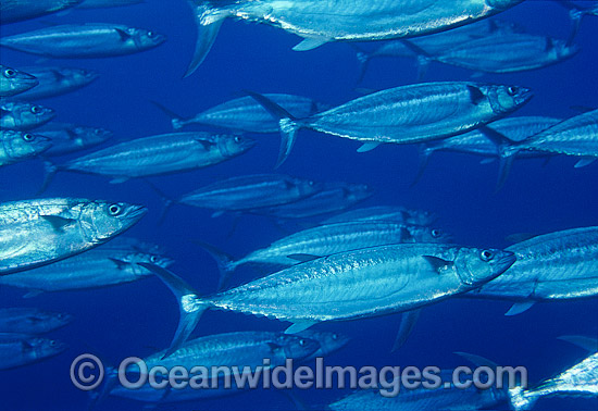 Shark Mackerel Grammatorcynus bicarinatus photo Shark Mackerel Grammatorcynus bicarinatus photo
