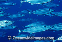 Shark Mackerel Grammatorcynus bicarinatus Photo - Bob Halstead