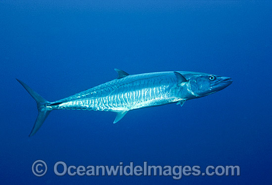 Narrow-barred Spanish Mackerel photo Narrow-barred Spanish Mackerel photo