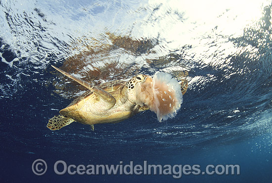 Green Sea Turtle feeding on Jellyfish photo Green Sea Turtle feeding on Jellyfish photo