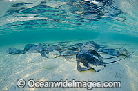Pink Whiprays close to shore Photo - Bob Halstead
