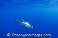 Southern Bluefin Tuna Photo - Gary Bell