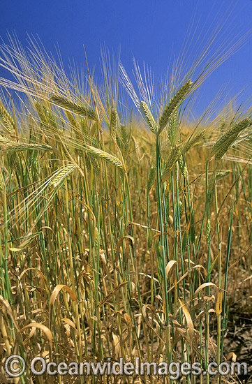 Australian Wheat photo Australian Wheat photo