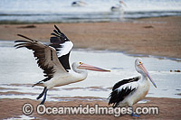 Australian Pelican in flight Photo - Gary Bell