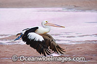 Australian Pelican in flight Photo - Gary Bell