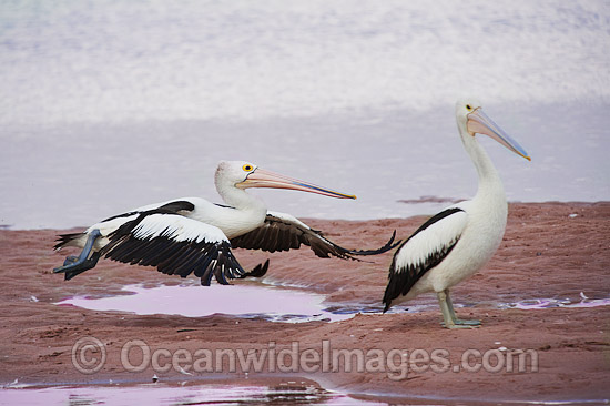Australian Pelican in flight photo