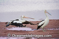Australian Pelican in flight Photo - Gary Bell