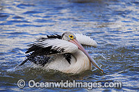 Australian Pelican washing Photo - Gary Bell