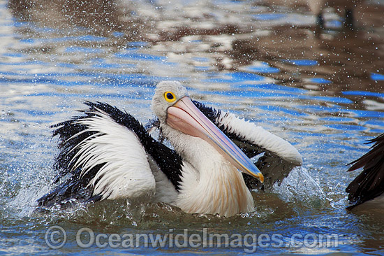 Australian Pelican washing on surface photo Australian Pelican washing on surface photo