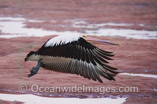 Australian Pelican in flight photo Australian Pelican in flight photo