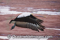 Australian Pelican in flight Photo - Gary Bell