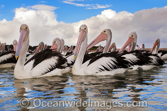 Australian Pelican resting on ocean photo