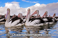 Australian Pelican resting on ocean Photo - Gary Bell