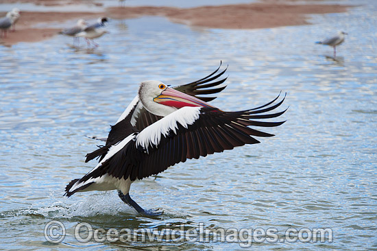 Australian Pelican landing on estuary photo Australian Pelican landing on estuary photo