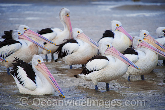Australian Pelican resting in estuary photo Australian Pelican resting in estuary photo