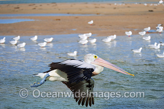 Australian Pelican in flight photo