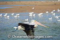 Australian Pelican in flight Photo - Gary Bell