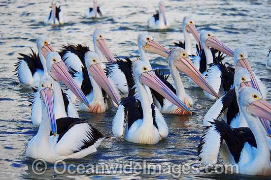 Australian Pelican resting photo Australian Pelican resting photo