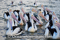 Australian Pelican resting Photo - Gary Bell
