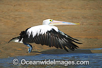 Australian Pelican in flight Photo - Gary Bell