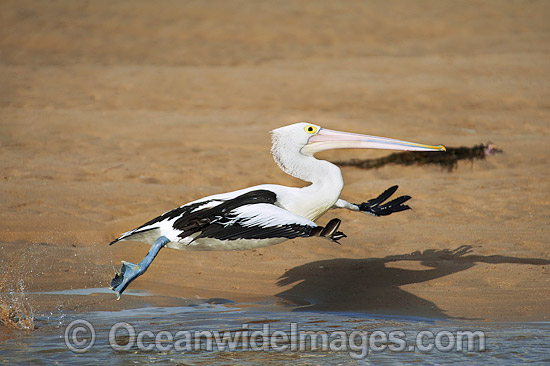 Australian Pelican in flight photo Australian Pelican in flight photo