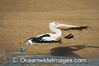 Australian Pelican in flight Photo - Gary Bell