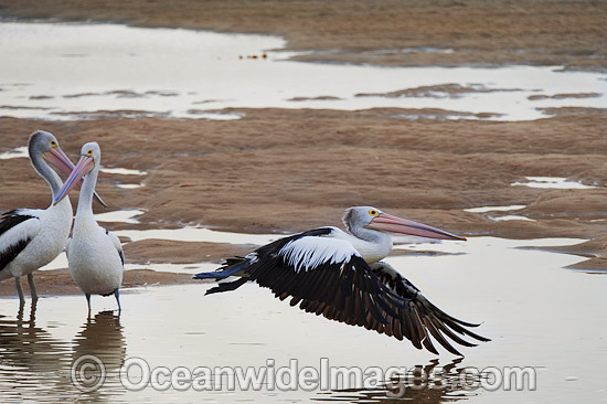 Australian Pelican in flight photo Australian Pelican in flight photo