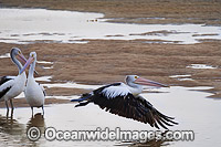 Australian Pelican in flight Photo - Gary Bell