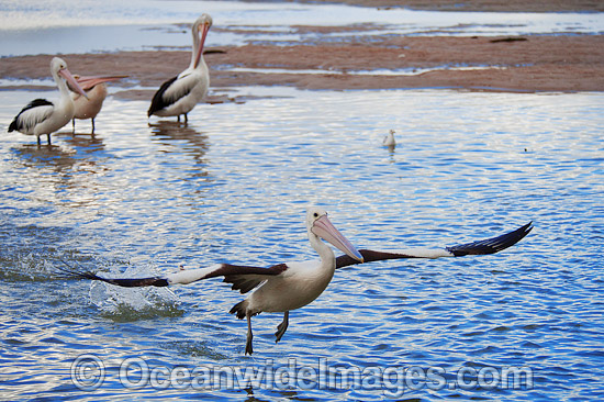 Australian Pelican in flight photo Australian Pelican in flight photo
