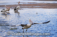 Australian Pelican in flight Photo - Gary Bell