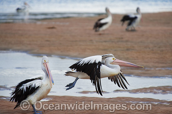 Australian Pelican in flight photo