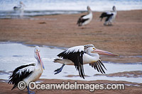 Australian Pelican in flight Photo - Gary Bell
