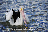 Australian Pelican resting on ocean Photo - Gary Bell